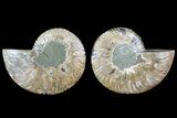 Cut & Polished Ammonite Fossil - Agatized #82288-1